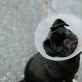 The new out of hours vets will provide a range of urgent care services, including emergency surgery, critical care and hospitalisation. Photo by Priscilla Du Preez 🇨🇦 on Unsplash