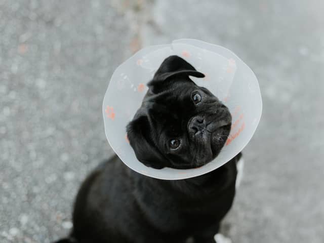 The new out of hours vets will provide a range of urgent care services, including emergency surgery, critical care and hospitalisation. Photo by Priscilla Du Preez 🇨🇦 on Unsplash