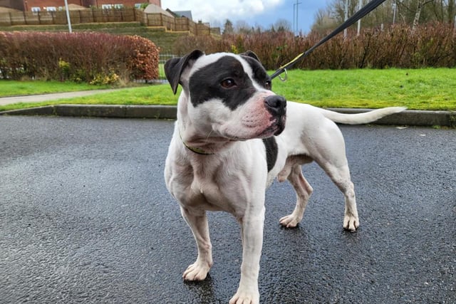 Staffordshire Bull Terrier - male - aged 5-7. Rocky is a clever chap who needs owners who can show him new tricks and have children over 12.