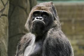 Bukavu, Blackpool Zoo's silverback Western Lowland gorilla
