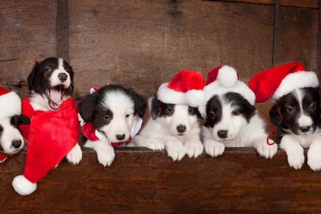 Do you know the dangers that could be lurking in our homes and how to keep your pet safe this Christmas? Photo: Fizzbox