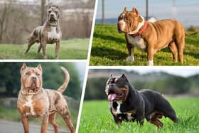Home Secretary is pushing for American Bully XL's to be banned.  American XL - or extra large - bullies (left) are a comparatively new dog breed derived from American pit bull terriers (right) (Picture: NationalWorld/Adobe Stock)