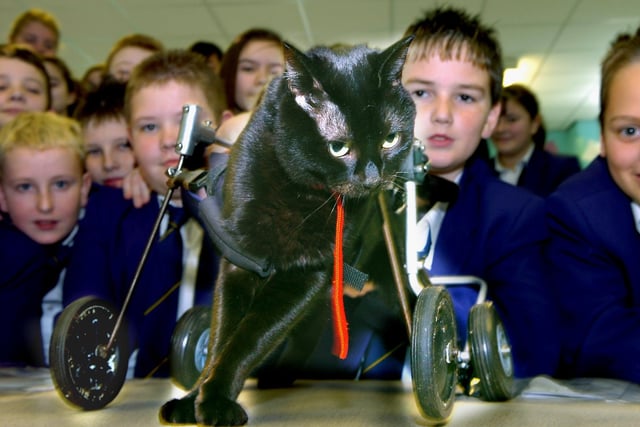 Charlie the cat with some of the Highfield High School year seven (Citizenship Classes) pupils who raised £50 for Blackpool Cat Rescue