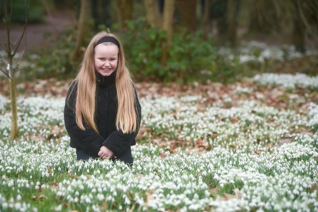 Katie Schofield, nine, was among the many visitors who have delighted in the snowdrops at Lytham Hall..