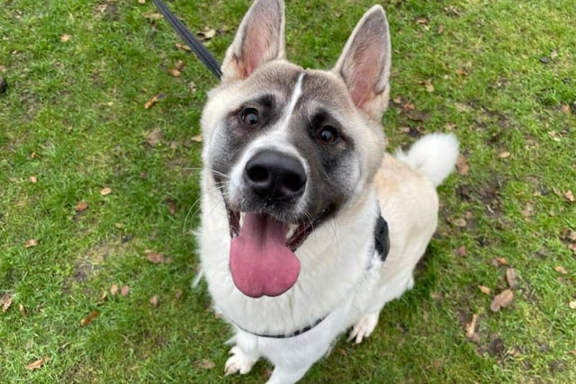 Akita - female - aged 1-2. Autumn is full of fun and excitement and needs lots of playtime.