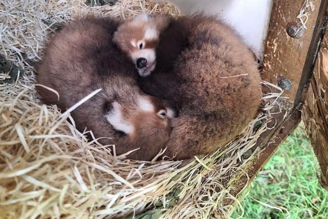 After being born at Blackpool Zoo last month, these two cute red panda cubs are now settling in well.