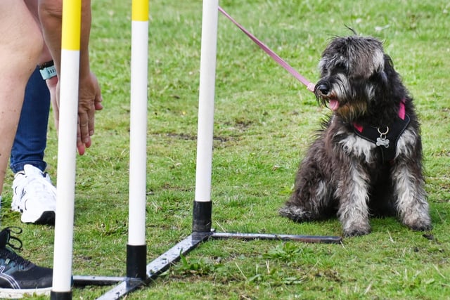 A dog competing