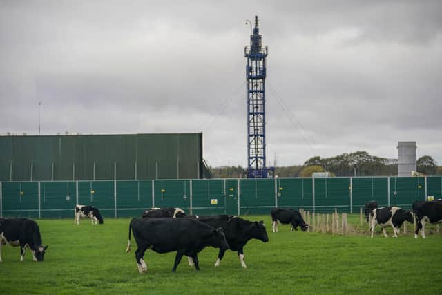 Cattle graze next to the Preston New Road drill site. Photo by Christopher Furlong/Getty Images