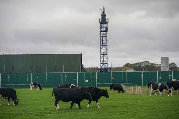 Cattle graze next to the Preston New Road drill site. Photo by Christopher Furlong/Getty Images
