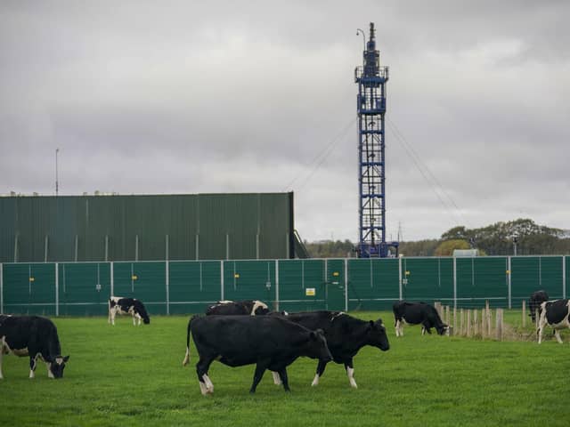 Cattle graze next to the Preston New Road drill site. Photo by Christopher Furlong/Getty Images