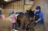 Children Grooming the HAPPA Ponies