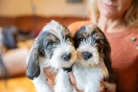 The Kennel Club is urging puppy buyers in the north west against being fooled into purchasing unhealthy pets by 'cute' pictures on social media