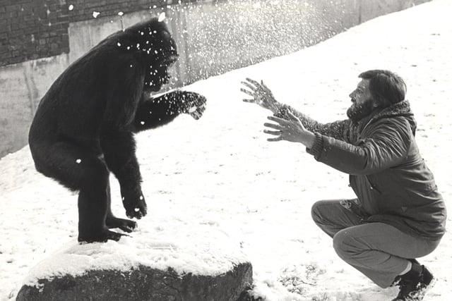 Kukee the gorilla having fun in the snow with his keeper. Kukee was a character in the early days. He sadly died in 1981