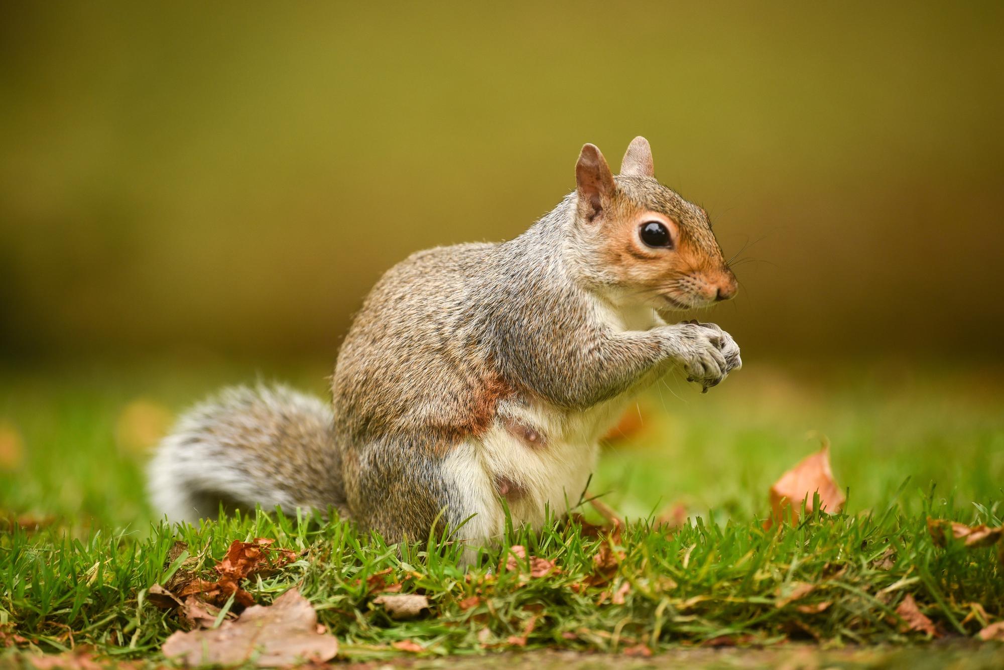 Government supporting research into 'contraceptive pill' for grey ...