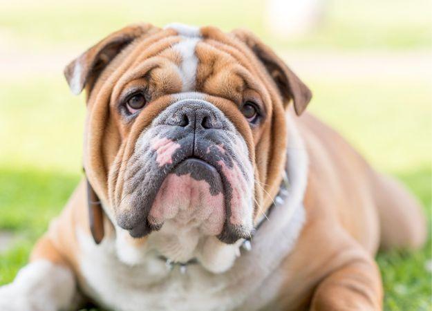 English dog hot sale breeds list