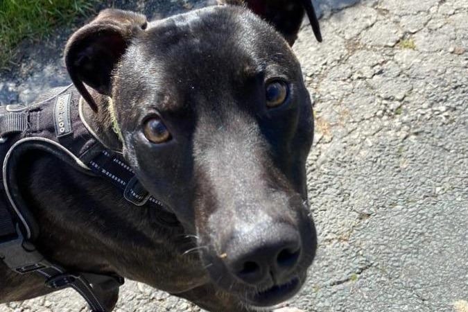 Breed: Lurcher (cross). Age: Approximately 2. The RSPCA say: This stunning boy is Tommy. Tommy was taken to the centre by an inspector due to concerns for his welfare and is now looking for his forever home. He is a very handsome boy who loves to chase a ball in the paddock, but can be very nervous and seems to lack confidence in a lot of situations. We would like Tommy’s new owners to have had experience with Lurchers or similar breeds and also to live local to the centre in Blackpool which will allow for multiple visits.