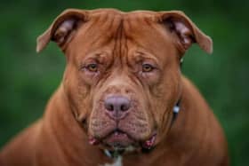 Derry City and Strabane District Council members have voiced concerns about the low public uptake of exemption certificates for XL Bully dogs in the district.