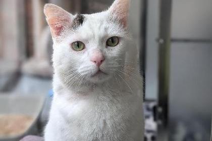 Patch is a lovely five-year-old domestic short hair who loves people. He is a very sweet boy who loves being petted and groomed and will often nudge your hands to tell you that he wants fuss! He can live with children of secondary school age, but no pets.