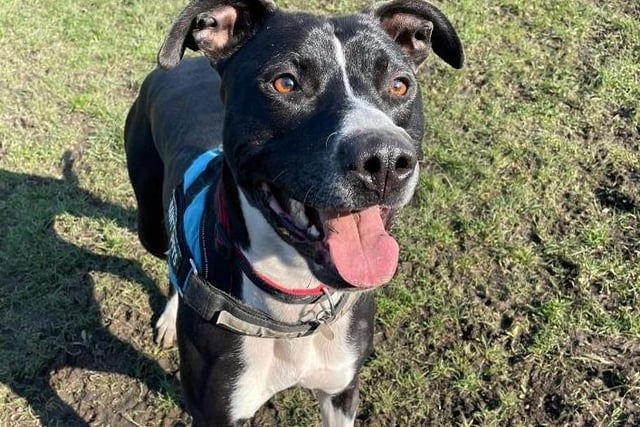 Handsome Chico, who is 3 year old Bull Lurcher has found himself looking for a new home after his previous owner was no longer able to give him the care he needed. He is a friendly and affectionate boy with quite a laid back nature however having now been in our care since October last year, kennel life is starting to take its toll on him so we are desperate to find Chico a new home. He walks nicely on lead and particularly enjoys spending time off lead in the paddocks where he loves to do zoomies and play with his toys! We don’t think Chico has had much interaction with other dogs as he can seem unsure and not totally comfortable in their presence so we feel he will be better suited to a home where he is the only pet and can be the centre of everyone’s attention!