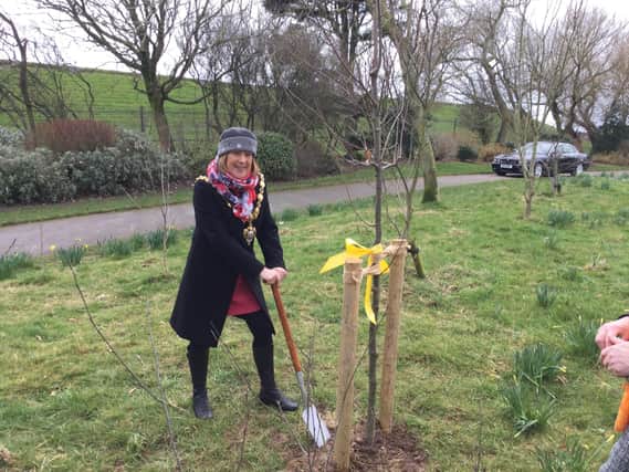 Mayor Kath Benson planting the oak tree