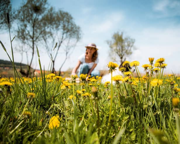 Leave weeds for a little longer - Dandelions, in particular, are like a superfood for butterflies and bees so try not to go for every weed you see throughout May