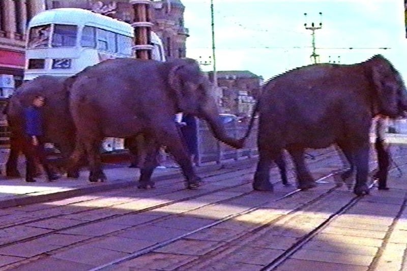 Picture shows Tower Circus elephants crossing the Promenade to exercise on the beach, possibly 1960s