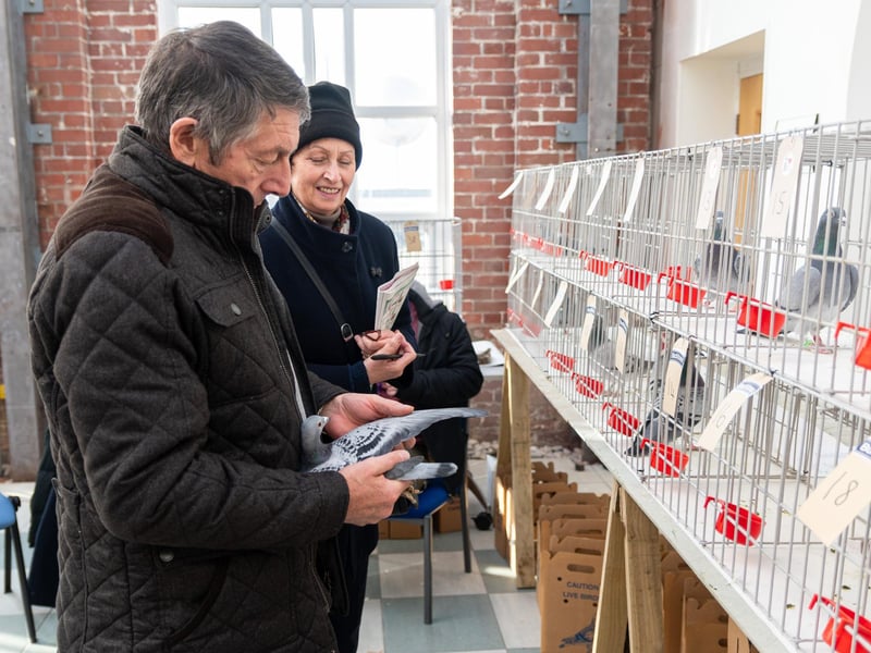 Customers check out a pigeon that is available for auction at The Solaris Centre in Blackpool. Photo: Kelvin Stuttard