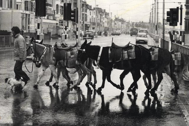 Not so much a zebra crossing, more of a donkey crossing, with a dog to help keep them in line. When the rains come down in force in Blackpool, they force these well-known Blackpool residents to retire home early