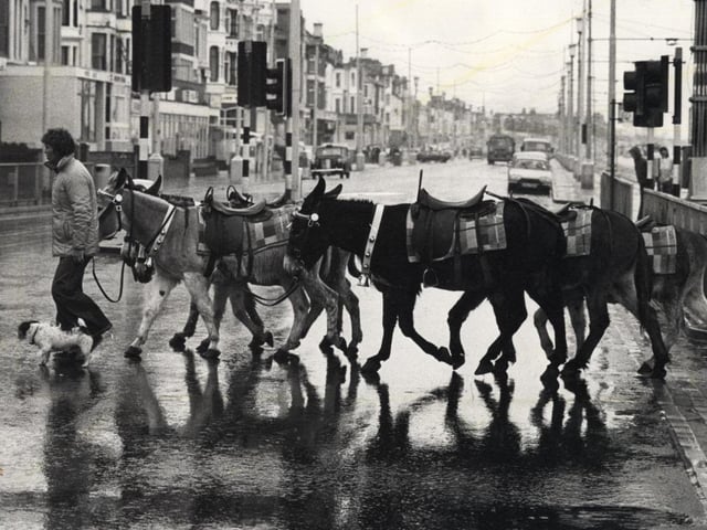 Not so much a zebra crossing, more of a donkey crossing, with a dog to help keep them in line. When the rains come down in force in Blackpool, they force these well-known Blackpool residents to retire home early
