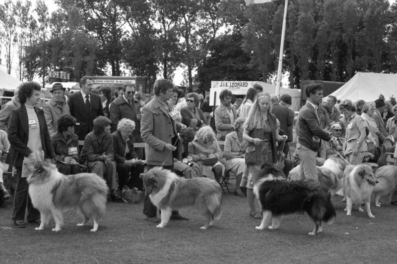 More than 7,500 dogs - from rough collies to the most rare Oriental breeds - waddled and wagged into Blackpool for the "Crufts of the North" contest in 1979