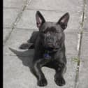 Meet Bruno -a two-year-old Staffie cross. Bruno loves meeting new people and being made a fuss of. He is a very placid dog in the home, loves his cuddles and human companionship but will now settle in sunny spots on his own. He is looking for a home with children of primary school age and above, and no cats. He could live with another suitable dog.