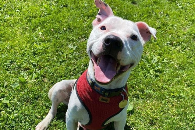 Bentley is on the lookout for a new home after his previous owner was unable to care for him anymore. He is big character and a firm favourite amongst the kennel team. He's eight and a Staffordshire Bull Terrier