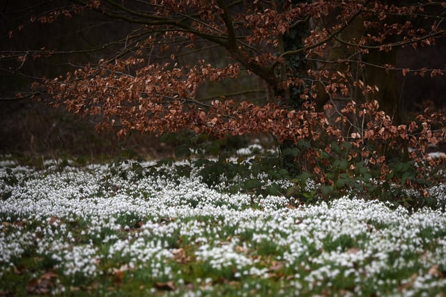 Millions of snowdrops have been on show at Lytham Hal throughout February.