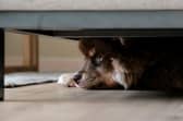 Keep your canine companion stress-free during fireworks with one surprisingly simple vet-approved method using unwashed items of clothing.