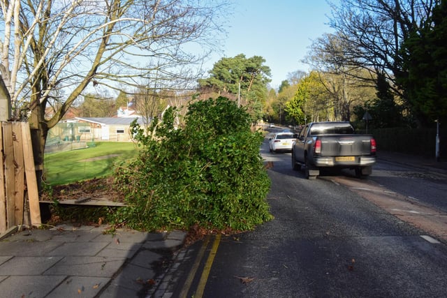 Fence and tree blown over in Saturdays high winds next to hartlepool Cricket Ground in Elwick Road, Hartlepool, on Saturday morning.