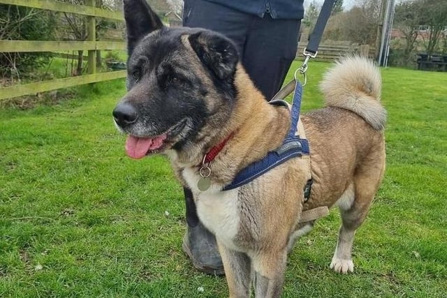 Roxy came into our care via an RSPCA Inspector as her owner was no longer able to care for her. Roxy is a friendly and generally well mannered girl who has a fantastic temperament with people. Roxy is very interested in other dogs whilst out walking however she doesn’t always know how to interact politely with certain ones so we feel she will be better suited to a home where she is the only pet. Following an accident in her previous home, it was found that Roxy had badly damaged her cruciate ligament which required surgery to repair it. Following the operation which took place in November, Roxy has recovered really well and the staff have been working on building up her exercise although she will not be allowed to exercise off lead safely until the beginning of June.
