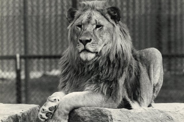 The pride of the Zoo - Henry was one of the first lions in 1972