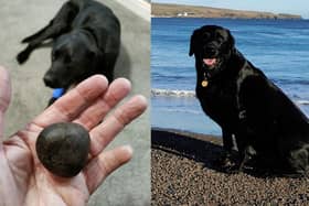 Labrador survives life saving surgery after a 5cm x 5cm stone is found in its stomach at Vets4Pets, Cleveleys