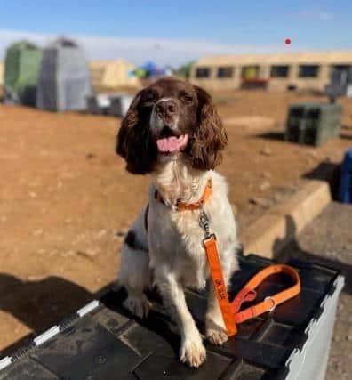 Davey has been serving with the Lancashire Fire and Rescue Service for almost five years alongside his handler and UK ISAR Canine Team Lead, Lindsay Sielski