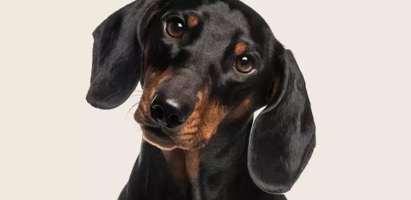 The name dachshund is of German origin, and means "badger dog. A loyal companion who's plucky and alert. Originally bred for hunting the Dachshund's unique build enabled them to chase animals in their burrows