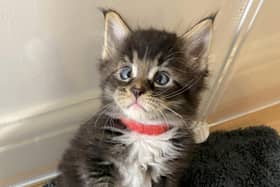 A breeder was astonished to find that her pet cat had given birth to an adorable CROSS-EYED kitten