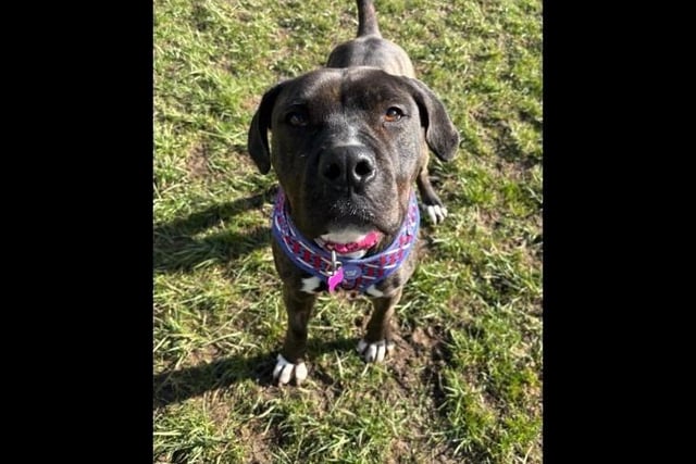 Alice is a beautiful two-year-old Cane Corso cross. Alice loves to run around and get the zoomies, she still has that puppy nature about her and is all paws. She is a big foodie unless there are people around, then she may be more interested in them as she loves nothing more than having lots of fuss and giving kisses! She can be rehomed with children aged 11+ and needs a home with no other pets.