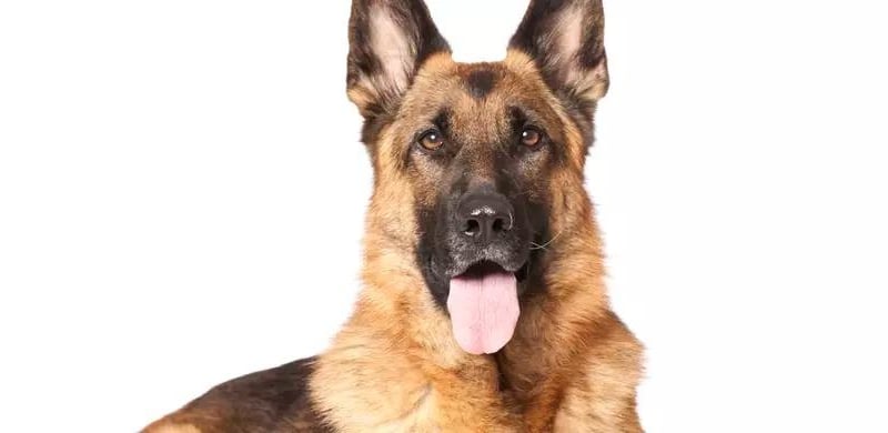Generally considered dogkind's finest all-purpose worker, the German Shepherd Dog is a large, agile, muscular dog of noble character, known for their high intelligence, loyalty, and protective instincts