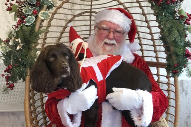 Santa will be coming to Layton for selfies with precious pets on December 18.