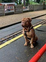 Beautiful Bertie.