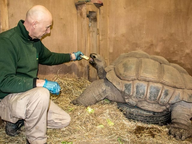 2017 was a year of celebrations. Its oldest resident, and one of the first to arrive at Blackpool Zoo in 1972, Darwin the Aldabran tortoise, turned 100 in February and the zoo welcomed its 15th Millionth visitor in April. There was a whole host of new arrivals including a YouTube sensation. Bornean orangutan Jingga became famous in 2015 after a video of her went viral. Her hilarious reaction to a magic trick has been viewed more than 20 million times. Blackpool zookeeper Andy Bubbins is pictured with 35-stone Aldabran tortoise Darwin