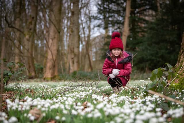 Six-year-old Lara Dunn admires the snowdrops at Lytham Hall.