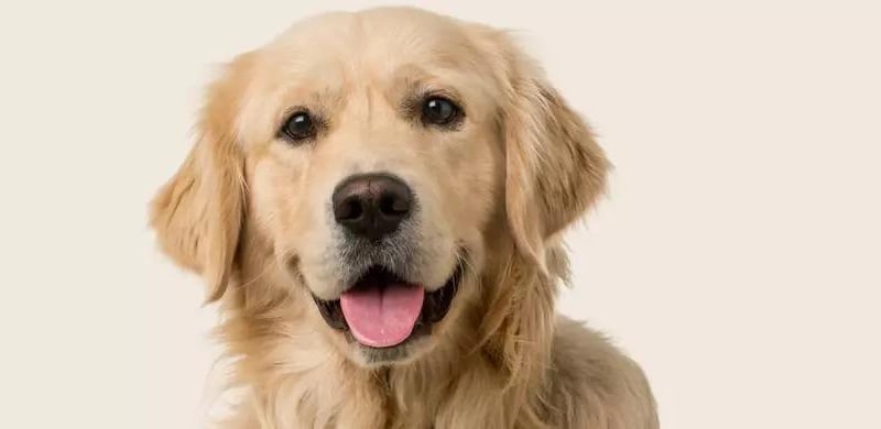 The Golden Retriever is a Scottish breed of retriever dog of medium size. It is characterised by a gentle and affectionate nature and a striking golden coat. It is commonly kept as a pet and is among the most frequently registered breeds in several Western countries