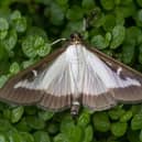 Pest-Stop expert reveals how to protect your garden from a box tree moth invasion this April