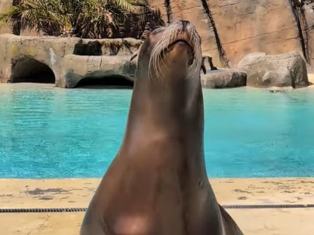 This seal was loving the Easter break.